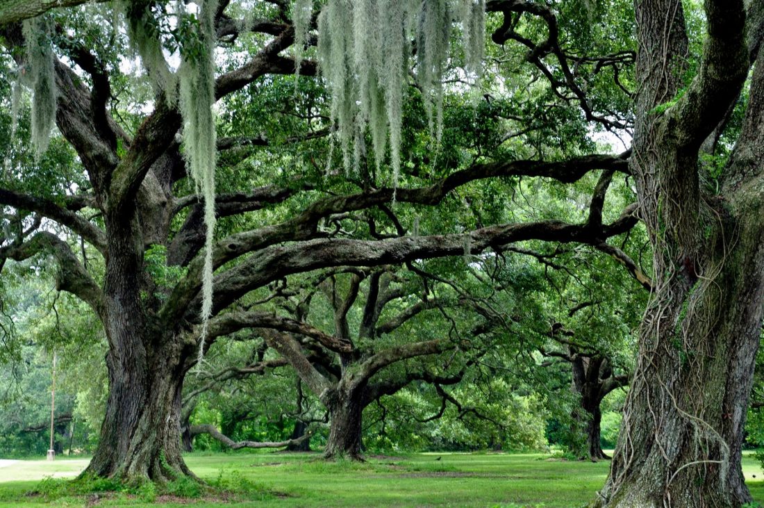 New Orleans : Audubon Park