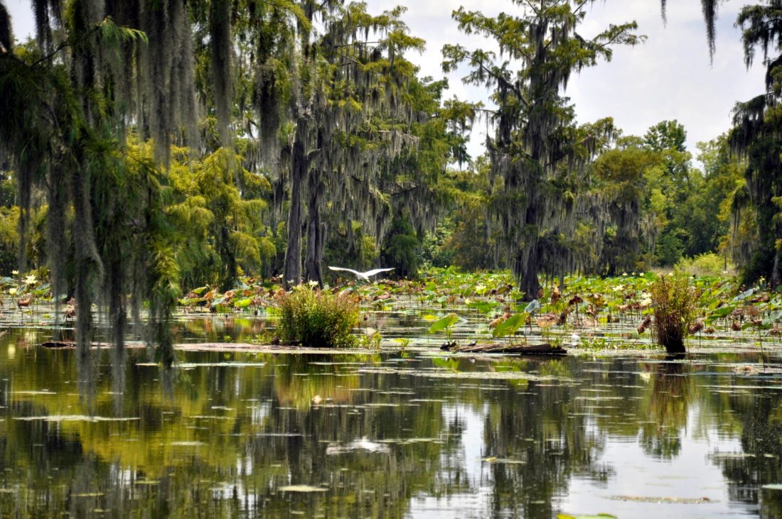 Louisiana : Lake Martin (Norbert Leblanc Swamp Tour)