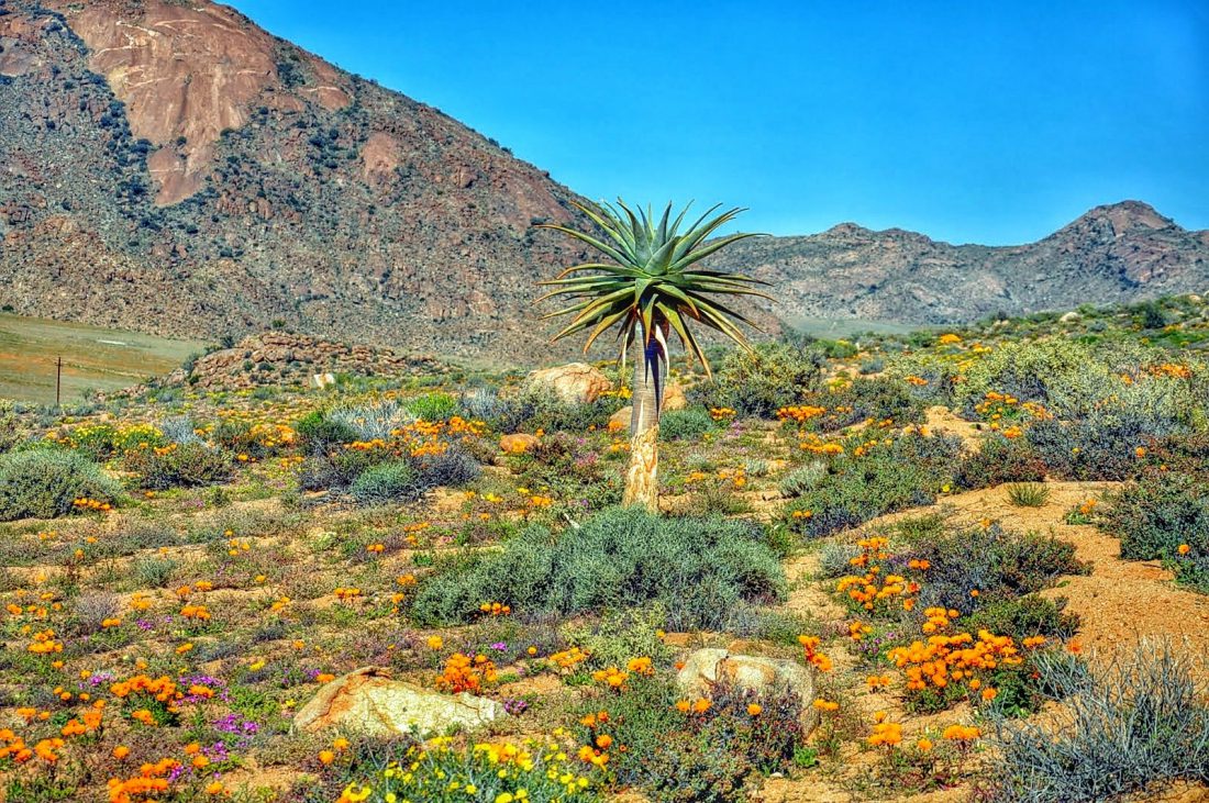 Goegap Nature Reserve 1 1 sa northern cape 83 e1527360472584