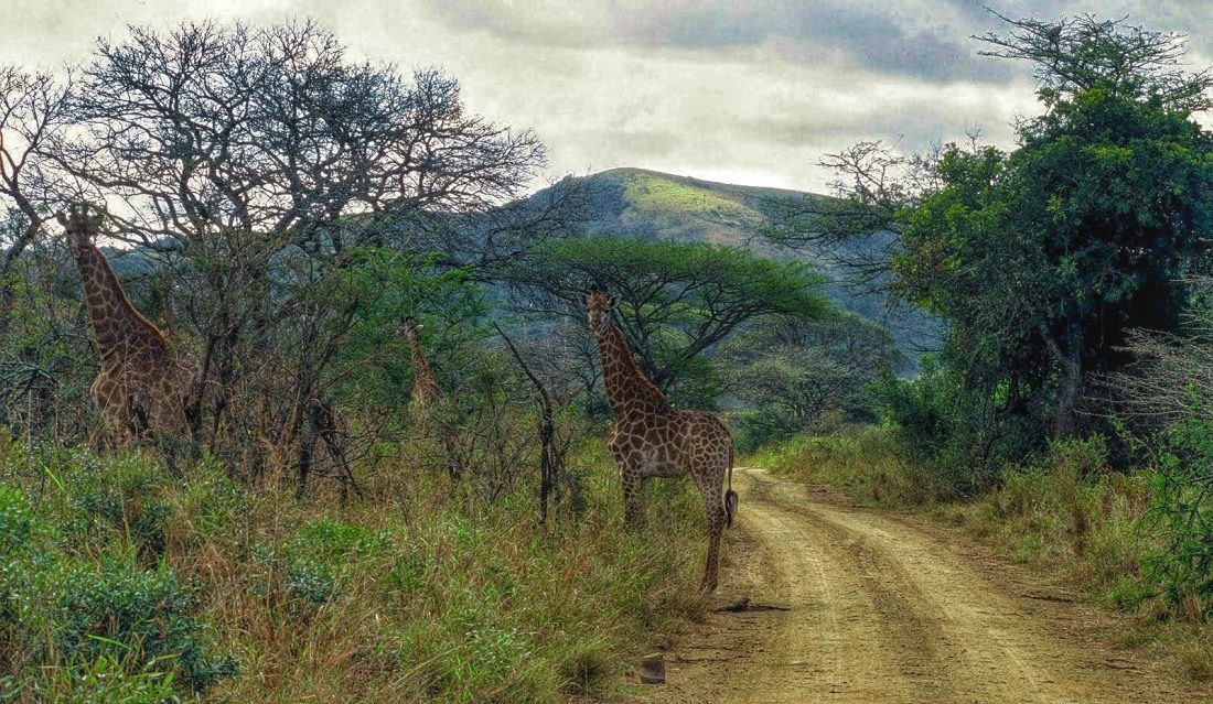South Africa East Loop Drive / Eswatini 1 hluhluwe reserve e1527359636741