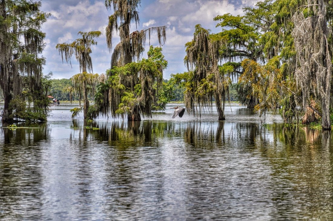 Louisiana : Lake Martin (Norbert Leblanc Swamp Tour)