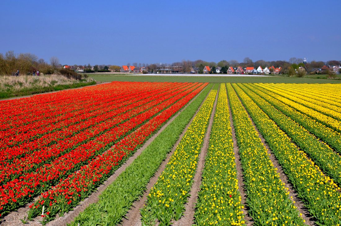 Article Nederland