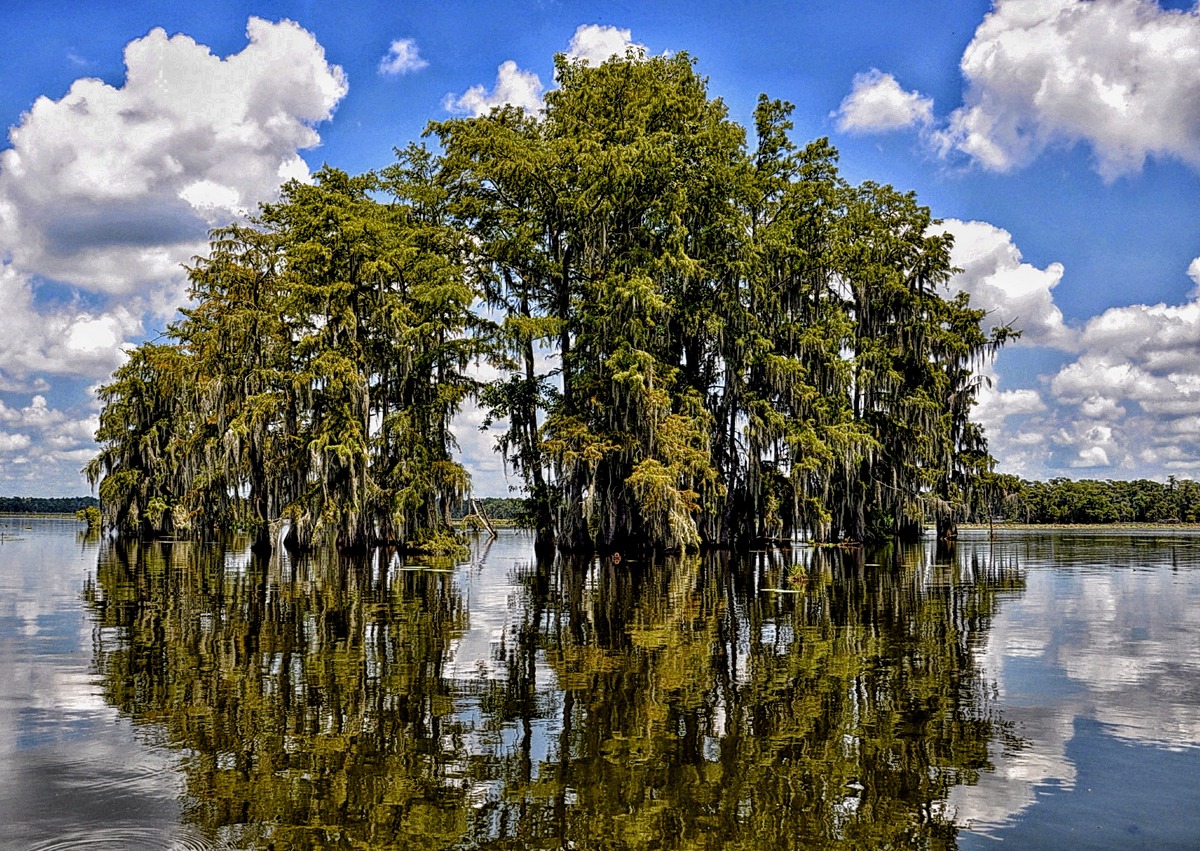 Louisiana : Lake Martin