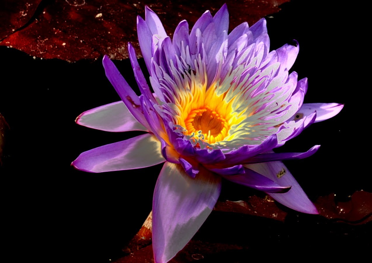 Article Colorado : Denver Stop Over