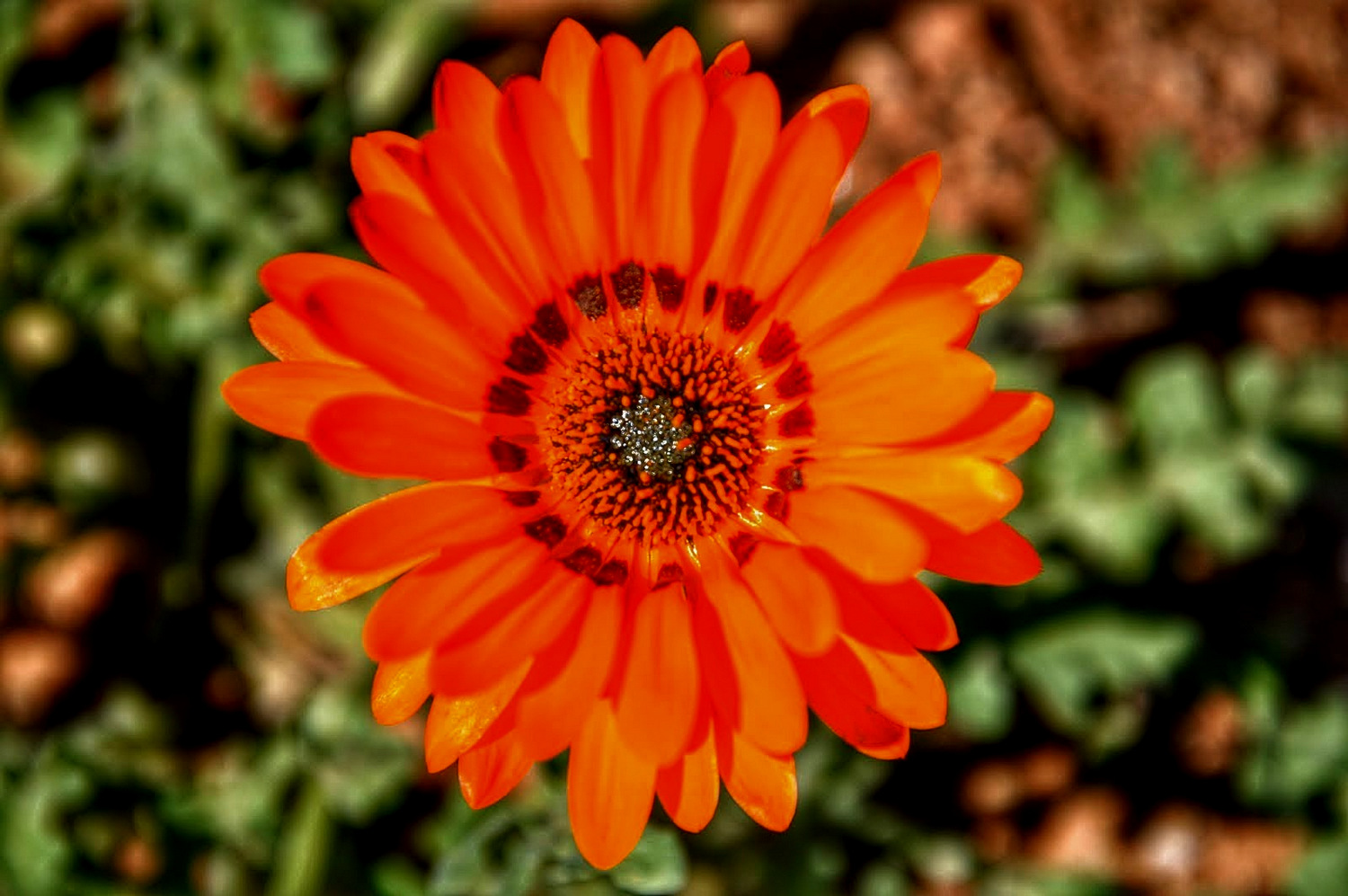 Article Afrique du Sud : Goegap Nature Réserve