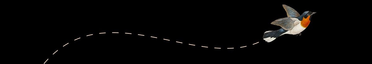 Un oiseau coloré en vol avec une traînée de lignes blanches derrière lui sur fond noir.